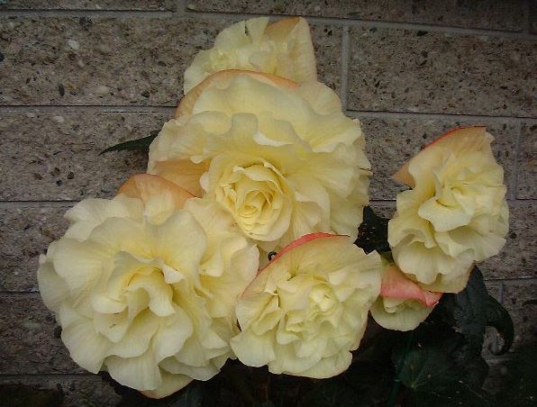 B. ‘Full Moon’